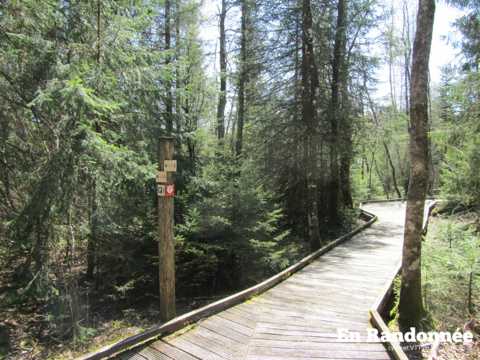 Les tourbières de Frasne