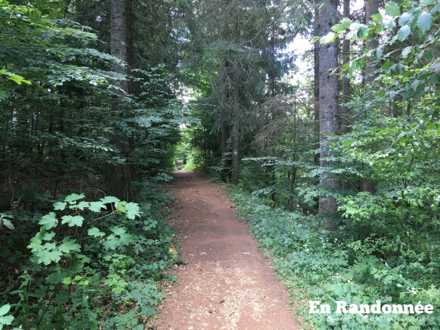 Sentier en sous-bois