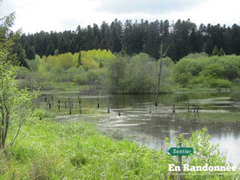 Les tourbières du Barchet