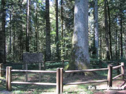 Sapin Président du bois des Rachottes