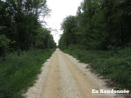 Bois des Rèpes