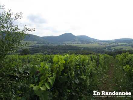 Vignes sur les côtes du Mont Poupet