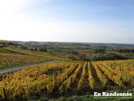 Vue sur les vignes sous la Roche