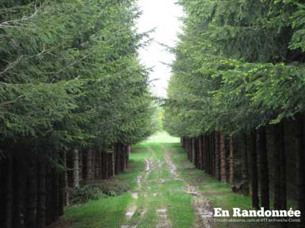 Sapinière après le Grand Cerneux