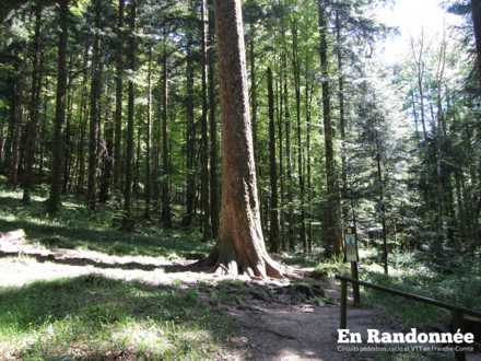 Sapin Président de la forêt de la Joux