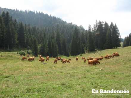Pâturage à proximité de la ferme de la Trélasse